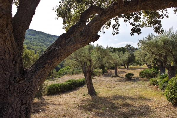 à vendre maison, villa Grimaud - Bastide de charme à vendre dans la campagne de Grimaud