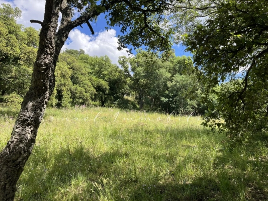 Agence immobilière Grimaud | Thoniel Immobilier vente Terrain Grimaud