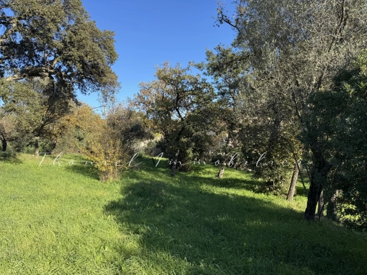 Agence immobilière Grimaud | Thoniel Immobilier sale Land Grimaud
